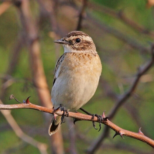 Un esemplare di stiaccino (Saxicola rubetra) posato su un ramo