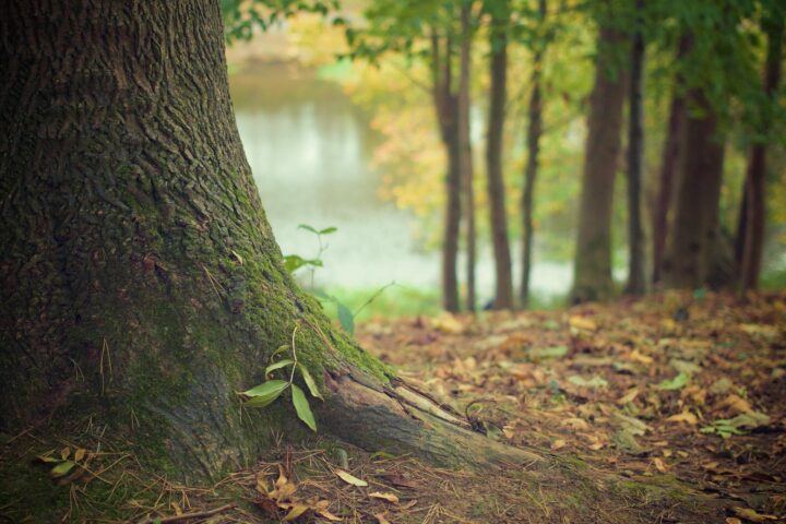 Close-up of tree roots in a woodland setting