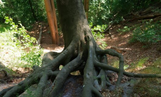 How anthropogenic activity wipes out biodiversity