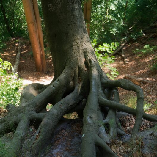 Le radici di un albero in un bosco.