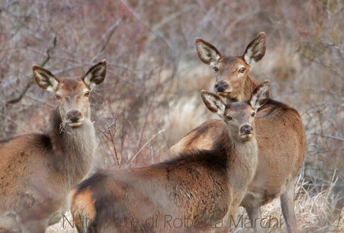 Deer group. It is in autumn that you can hear the powerful cries of deer in love: the cooing! 