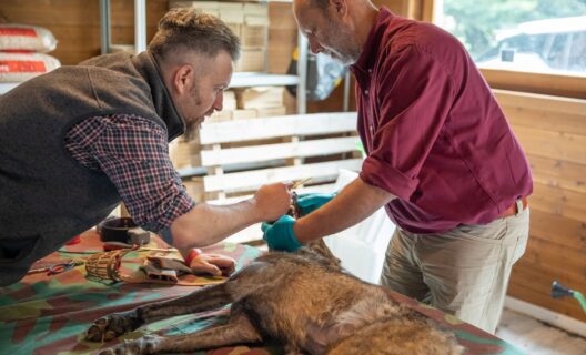 WOLF-IT2000: the future of the wolf in the Tuscan-Emilian Apennines.