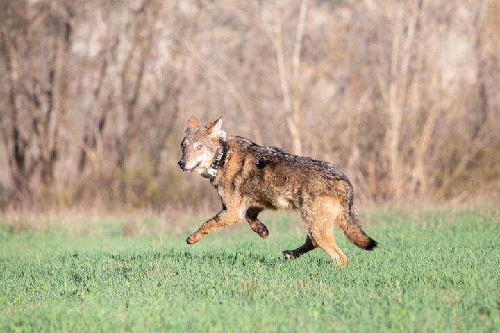 The individuals, both pure and hybrid, are released at the same location where the capture took place and fitted with satellite radio collars, a key tool for monitoring.