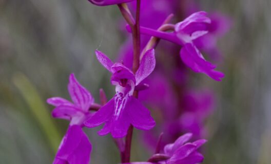 Anacamptis palustris: The protected wild orchid Anacamptis palustris (widespread in the Park) is especially valued by scholars.