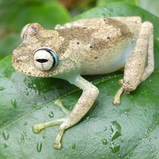 A specimen of Boophis blommersae, typical of Madagascar, poses on a wet leaf.