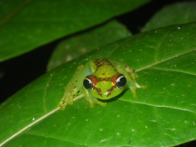 A specimen of Boophis bottae poses on a leaf.