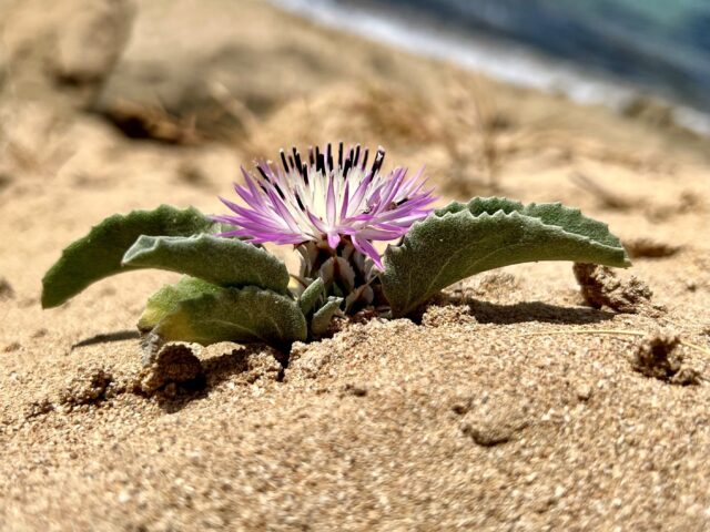 Centaurea pumilio: The Crete cornflower (Centaurea pumilio) is an extremely rare species for which the Ugento Coastal Regional Nature Park represents the only Italian station