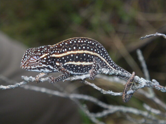A specimen of Furcifer campani stands on some branches.