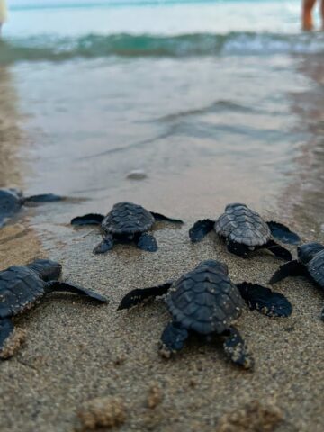 Nel 2024, il Parco Naturale Regionale Litorale di Ugento è stato il sito italiano con il maggior numero di nidi di tartaruga marina protetta Caretta caretta